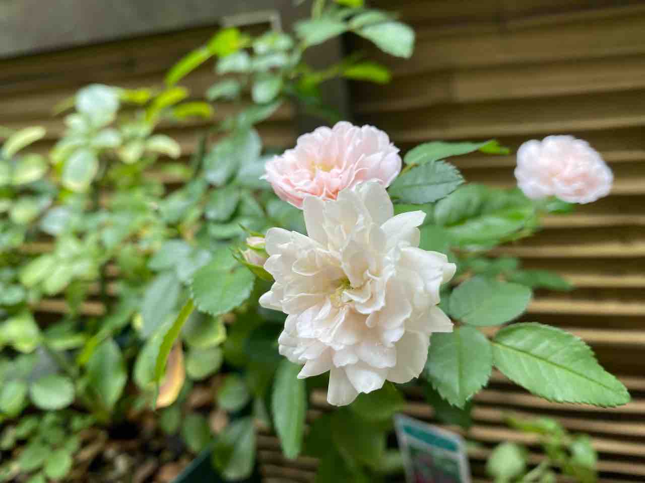 薔薇様夏剪定 はなtokidokiねこ 半日陰の気まぐれdiyガーデン 薔薇様夏剪定 はなtokidokiねこ 半日陰の気まぐれdiyガーデン