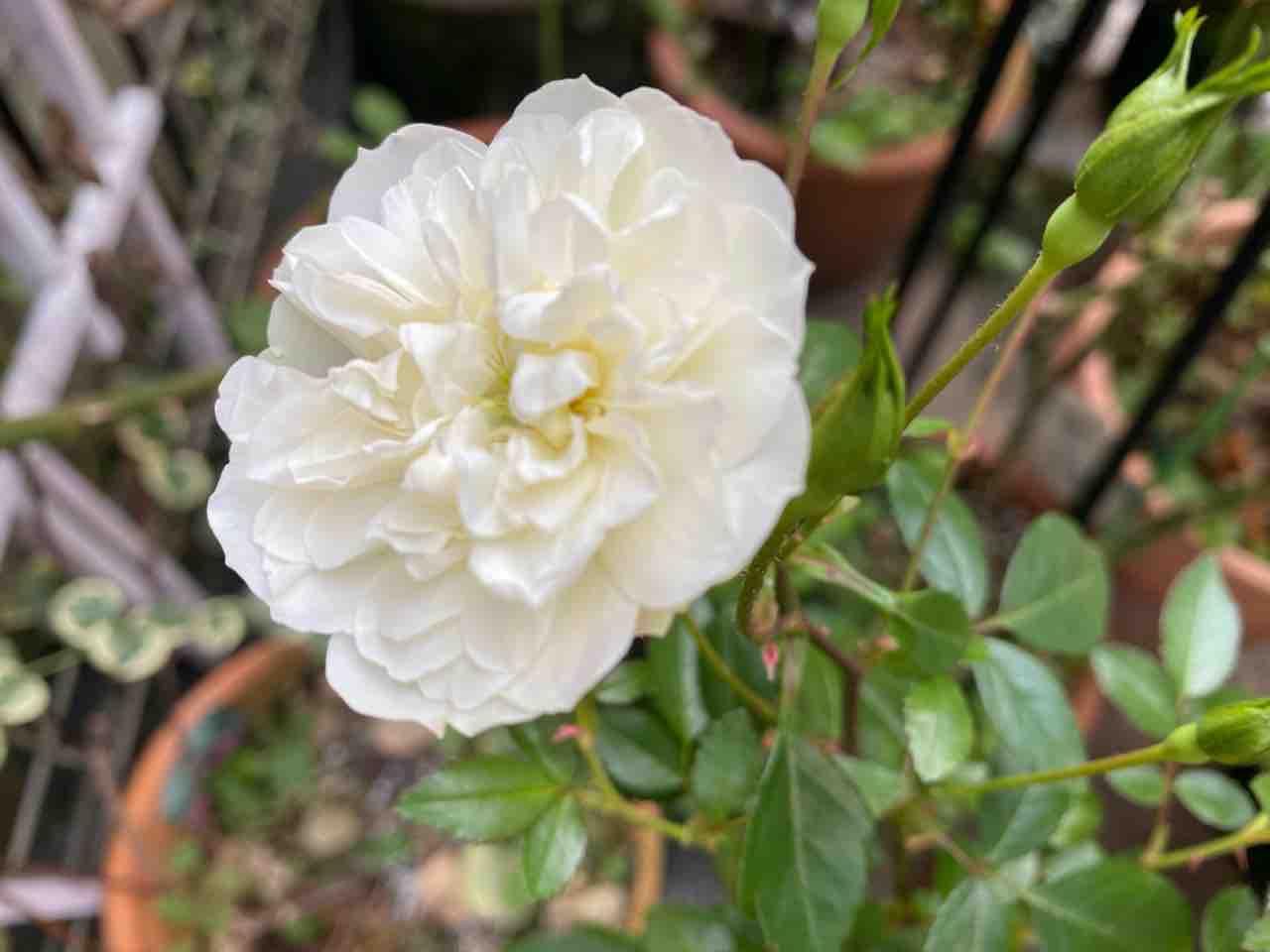 半日陰でよく咲くグリーンアイス はなtokidokiねこ 半日陰の気まぐれdiyガーデン