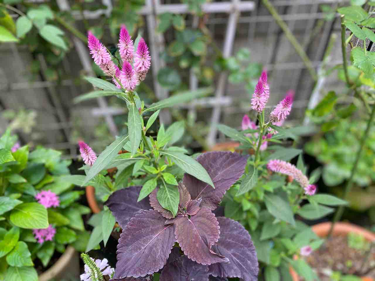 オリーブ はなtokidokiねこ 半日陰の気まぐれdiyガーデン