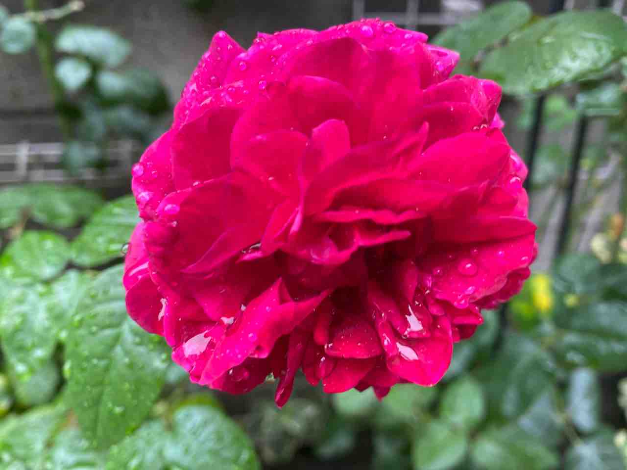 木立バラ 香りの薔薇様2号 ボレロ サンにメロメロ はなtokidokiねこ 半日陰の気まぐれdiyガーデン 木立バラ 香りの薔薇様2号 ボレロ サンにメロメロ はなtokidokiねこ 半日陰の気まぐれdiyガーデン