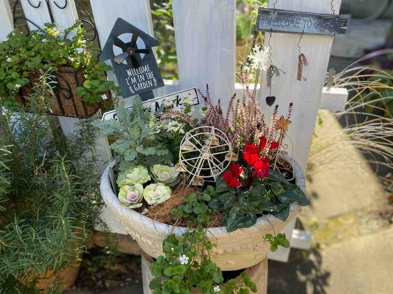 羽衣とルイーズオディエ 植え替え誘引 今日はサクサク はなtokidokiねこ 半日陰の気まぐれdiyガーデン 羽衣とルイーズオディエ 植え替え誘引 今日はサクサク はなtokidokiねこ 半日陰の気まぐれdiyガーデン