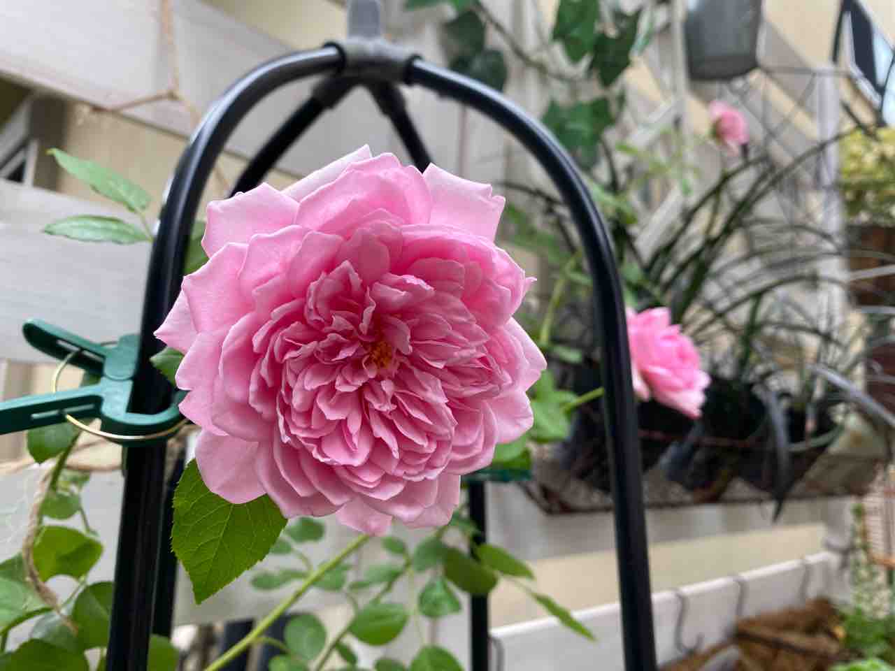 曇天薔薇様 イチジク食べ過ぎ注意して はなtokidokiねこ 半日陰の気まぐれdiyガーデン 曇天薔薇様 イチジク食べ過ぎ注意して はなtokidokiねこ 半日陰の気まぐれdiyガーデン