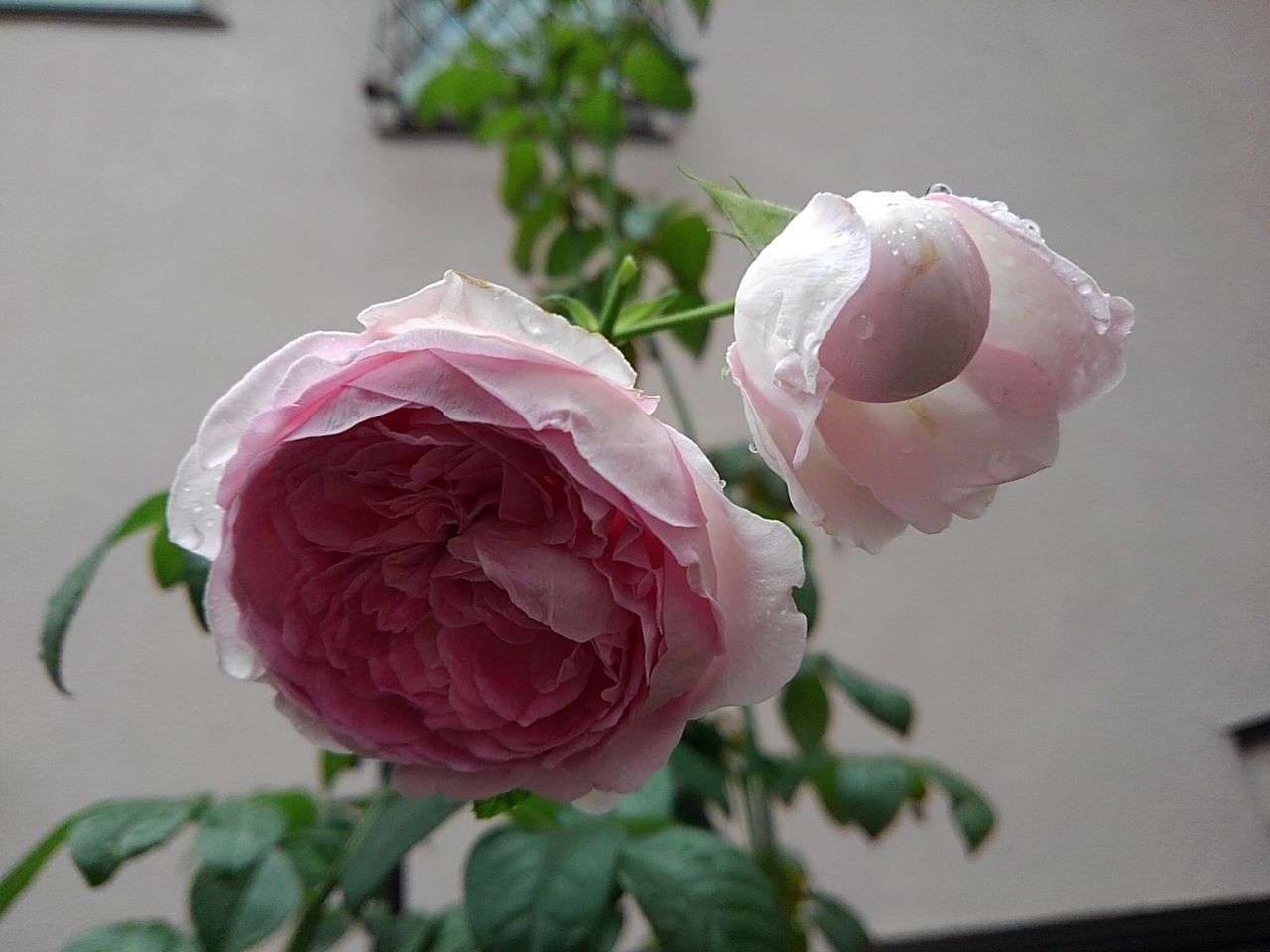 薔薇様 プリンセス シャルレーヌ ドゥ モナコやっと咲いた はなtokidokiねこ 半日陰の気まぐれdiyガーデン 薔薇様 プリンセス シャルレーヌ ドゥ モナコやっと咲いた はなtokidokiねこ 半日陰の気まぐれdiyガーデン