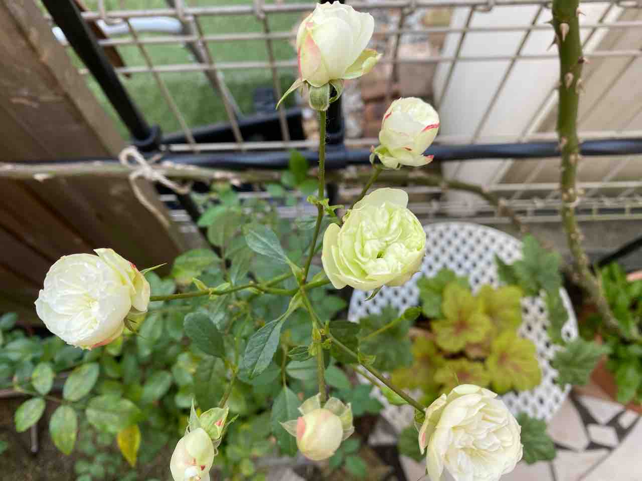 半日陰でよく咲くグリーンアイス はなtokidokiねこ 半日陰の気まぐれdiyガーデン