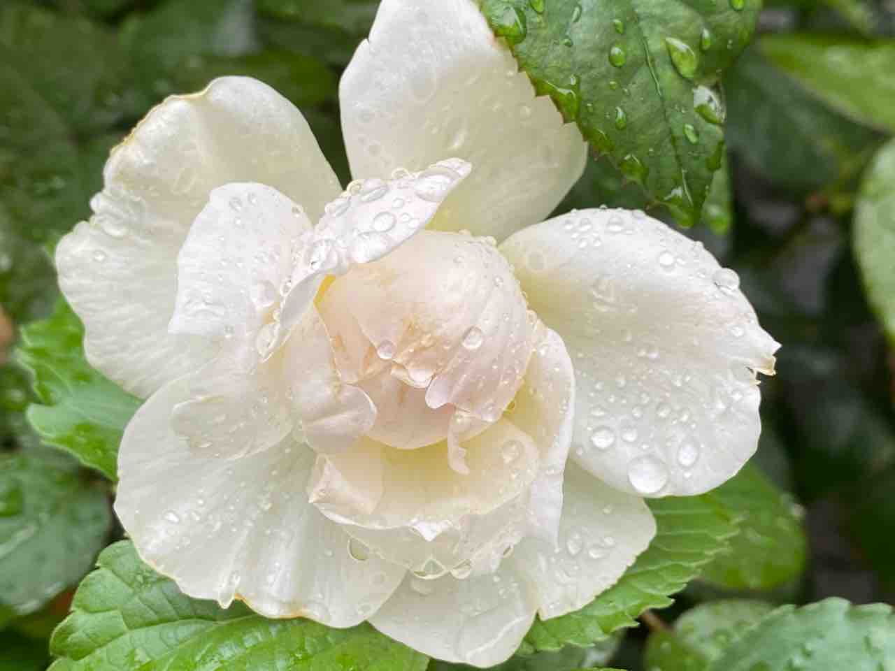 木立バラ 香りの薔薇様２号 ボレロ ｻﾝにメロメロ はなtokidokiねこ 半日陰の気まぐれdiyガーデン
