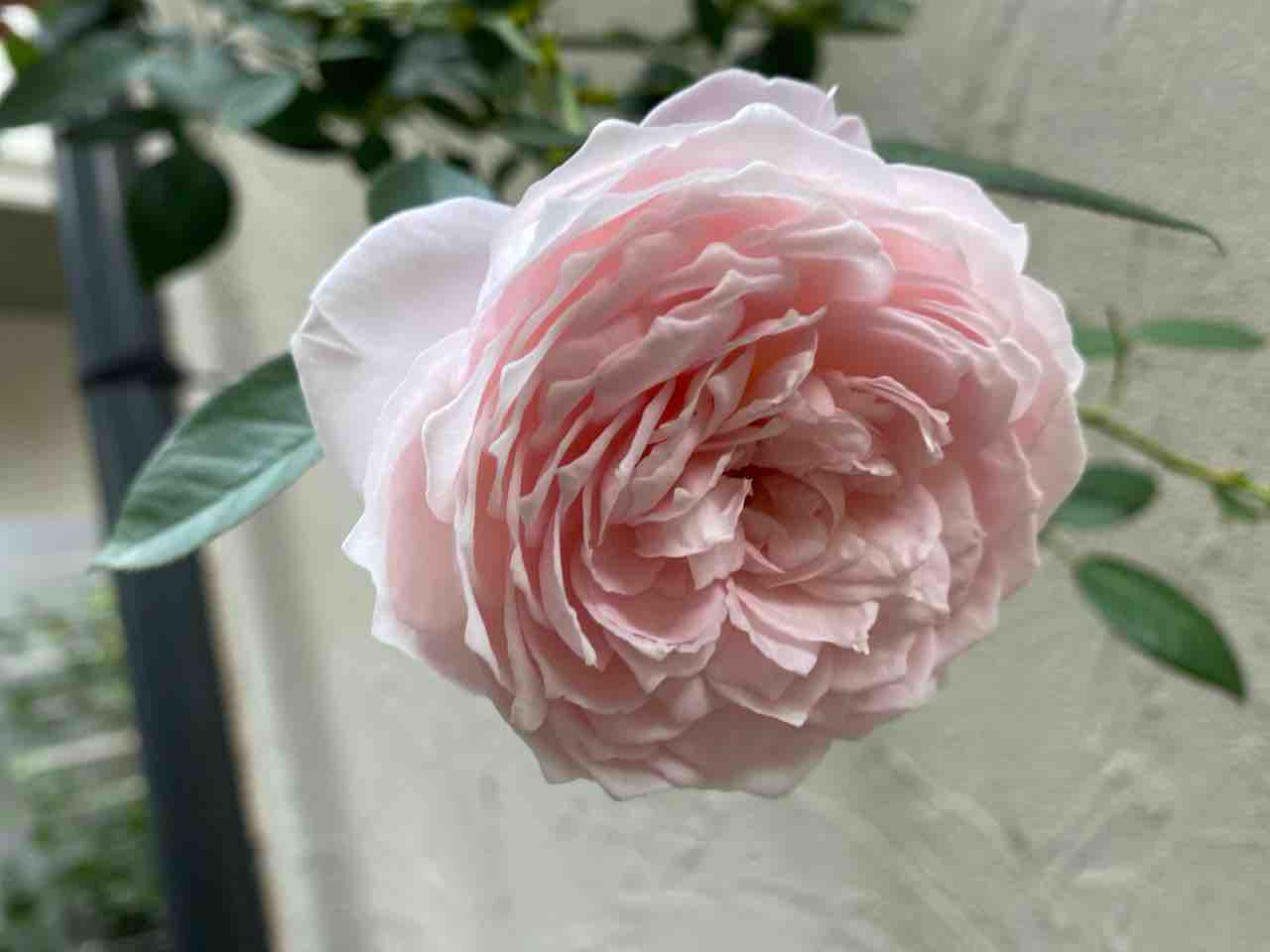 秋顔 クリスティアーナ 今までありがと はなtokidokiねこ 半日陰の気まぐれdiyガーデン