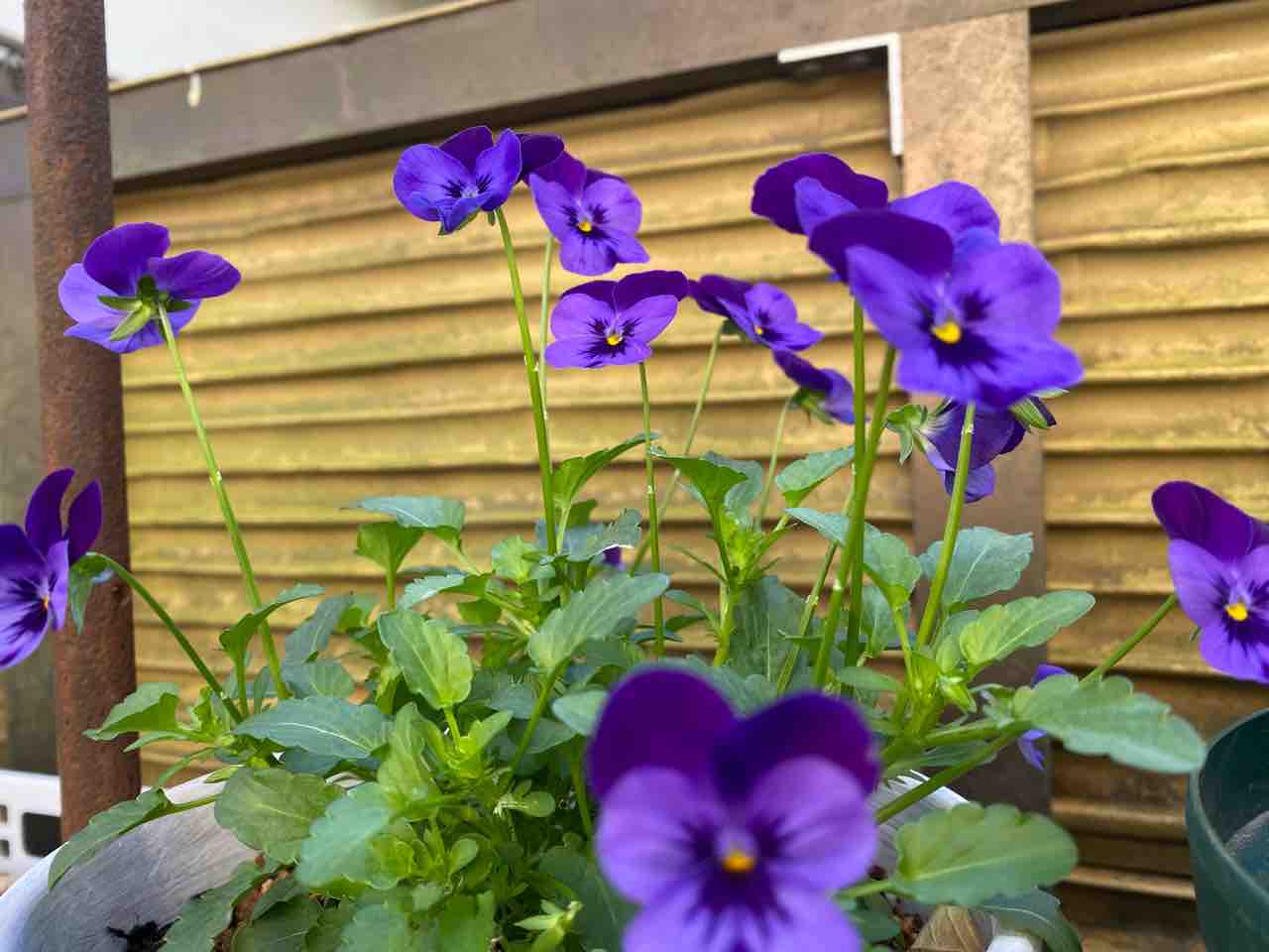いつもと違うボレロｻﾝ パンジービオラを沢山咲かせたい はなtokidokiねこ 半日陰の気まぐれdiyガーデン