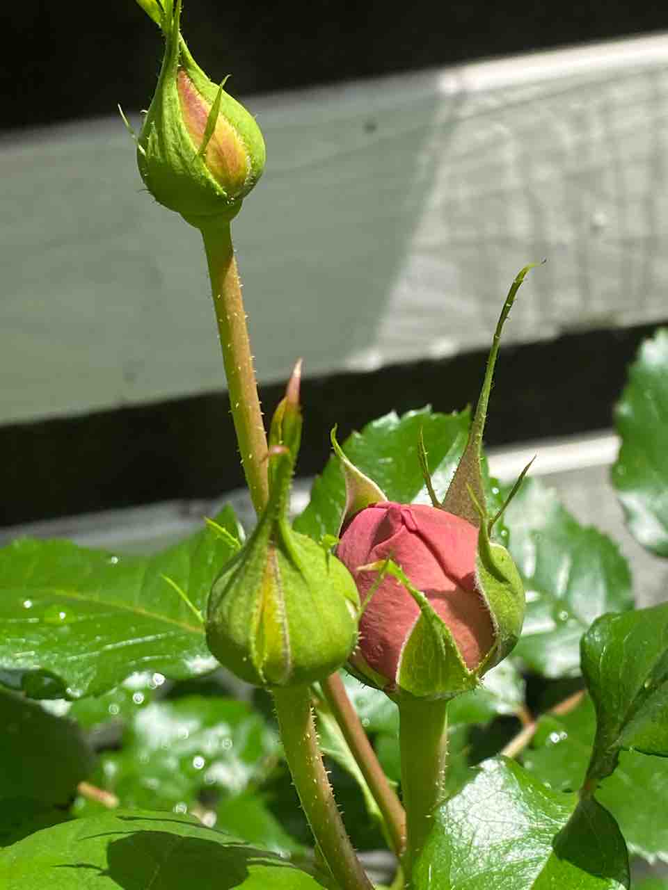 少し進んだ薔薇様の様子 コロナ鬱にならない様に はなtokidokiねこ 半日陰の気まぐれdiyガーデン 少し進んだ薔薇様の様子 コロナ鬱にならない様に はなtokidokiねこ 半日陰の気まぐれdiyガーデン