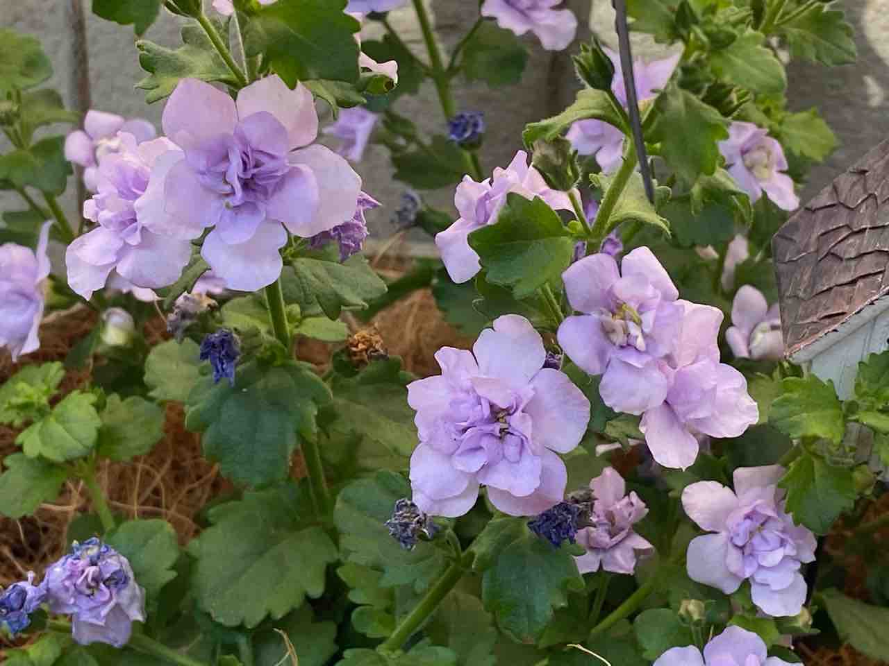 ガーベラ レウィシア Etc 新しくお迎えしたお花達が可愛い ﾃﾞｽ はなtokidokiねこ 半日陰の気まぐれdiyガーデン