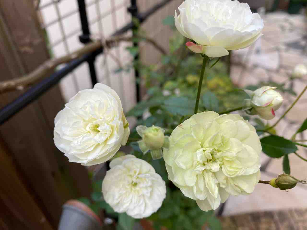 半日陰でよく咲くグリーンアイス はなtokidokiねこ 半日陰の気まぐれdiyガーデン