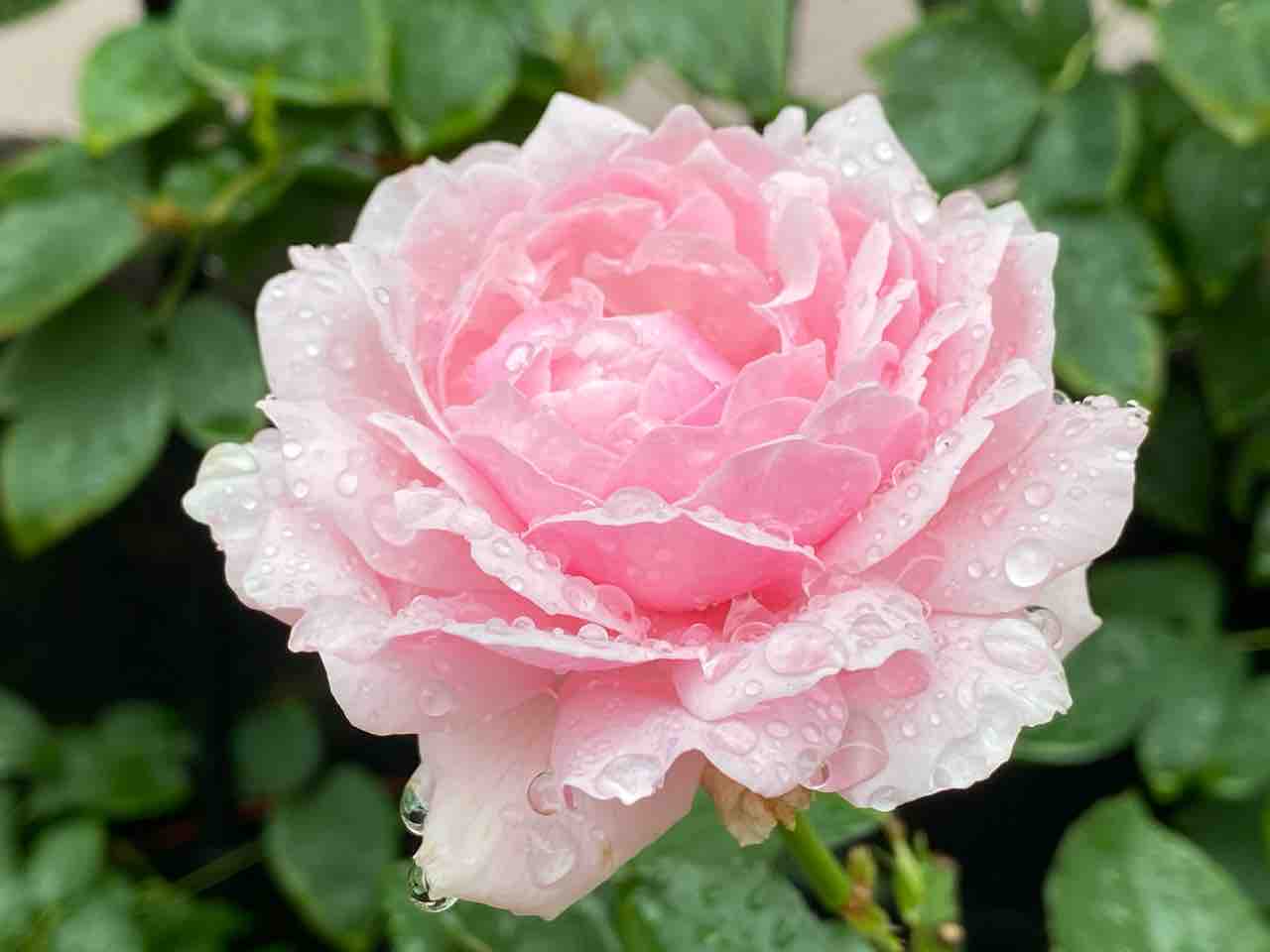 木立バラ 香りの薔薇様2号 ボレロ サンにメロメロ はなtokidokiねこ 半日陰の気まぐれdiyガーデン 木立バラ 香りの薔薇様2号 ボレロ サンにメロメロ はなtokidokiねこ 半日陰の気まぐれdiyガーデン