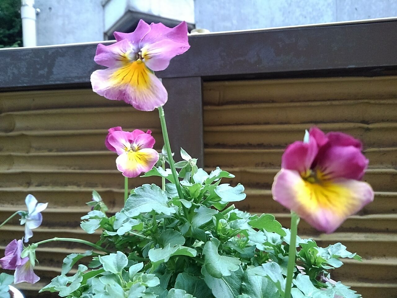 連れ帰ったビオラ はなtokidokiねこ 半日陰の気まぐれdiyガーデン