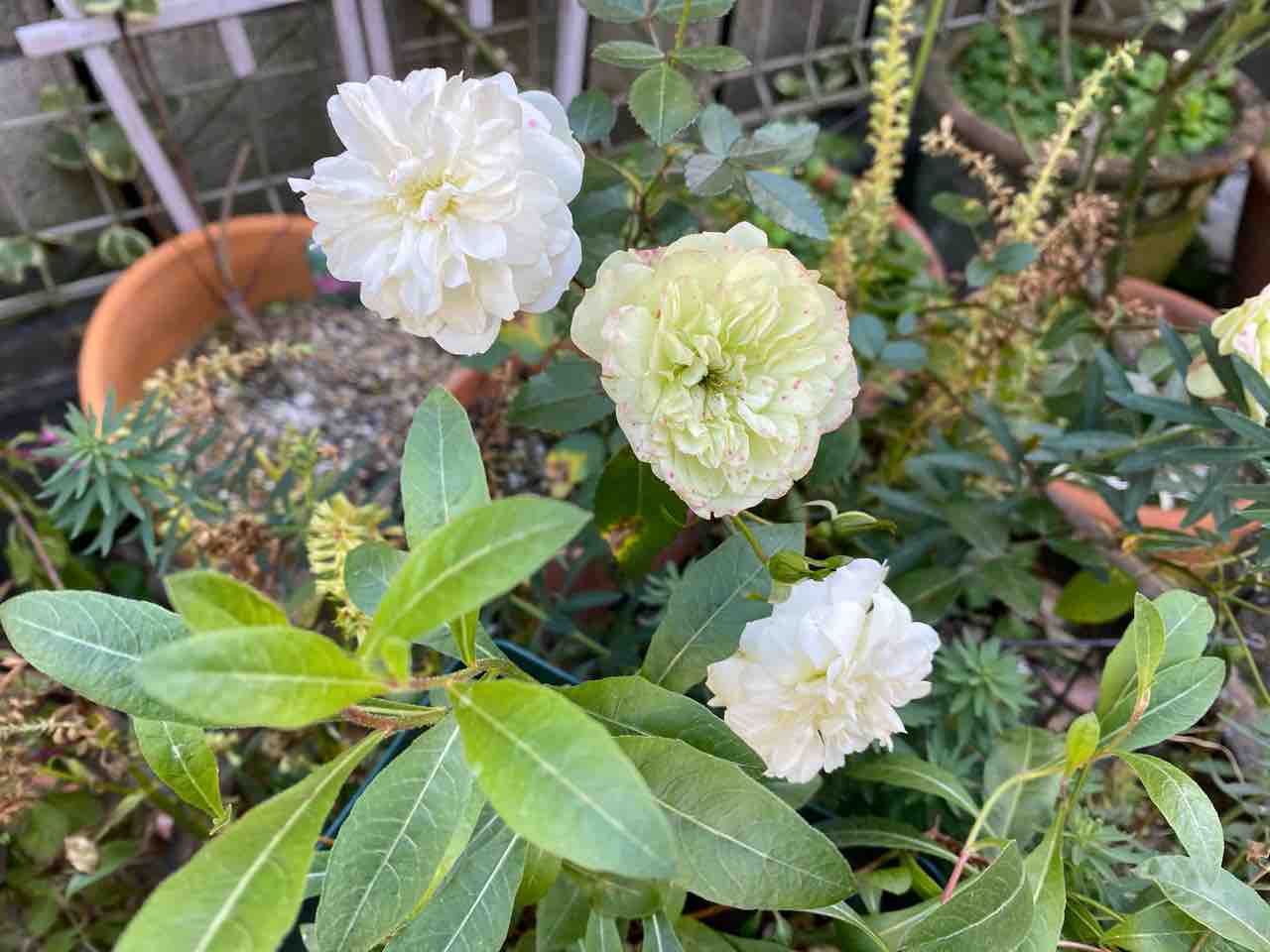 半日陰でポツリポツリ咲くパンジービオラ 冬剪定迄に咲ける 秋薔薇サン はなtokidokiねこ 半日陰の気まぐれdiyガーデン 半日陰でポツリポツリ咲くパンジービオラ 冬剪定迄に咲ける 秋薔薇サン はなtokidokiねこ 半日陰の気まぐれdiyガーデン