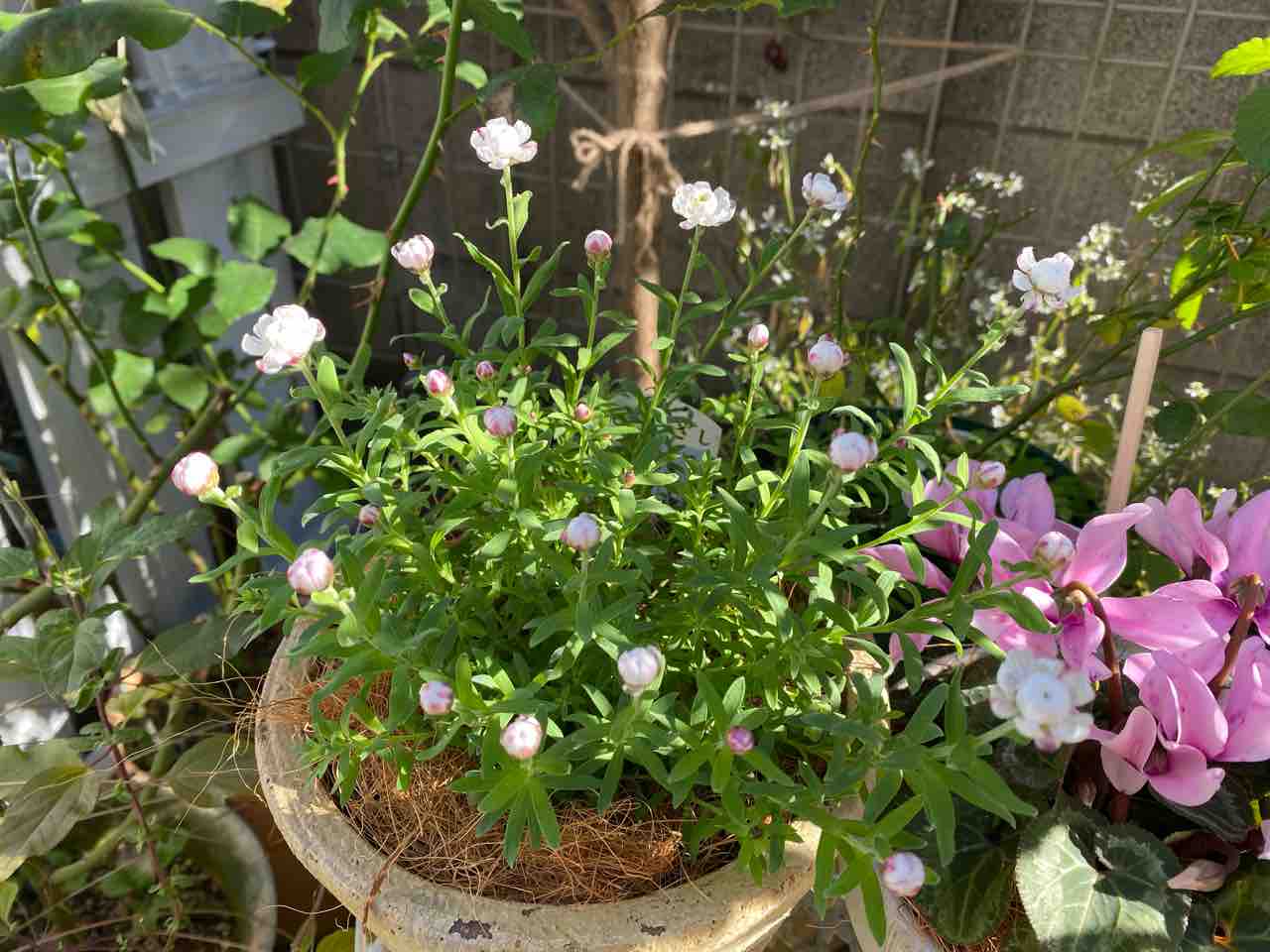 羽衣とルイーズオディエ 植え替え誘引 今日はサクサク はなtokidokiねこ 半日陰の気まぐれdiyガーデン 羽衣とルイーズオディエ 植え替え誘引 今日はサクサク はなtokidokiねこ 半日陰の気まぐれdiyガーデン