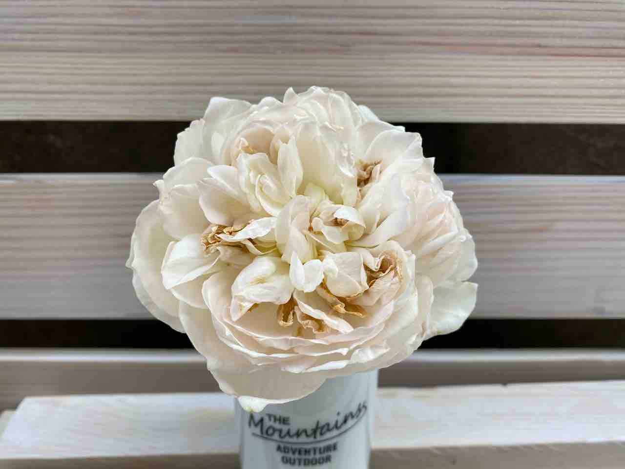 半日陰でよく咲くグリーンアイス はなtokidokiねこ 半日陰の気まぐれdiyガーデン