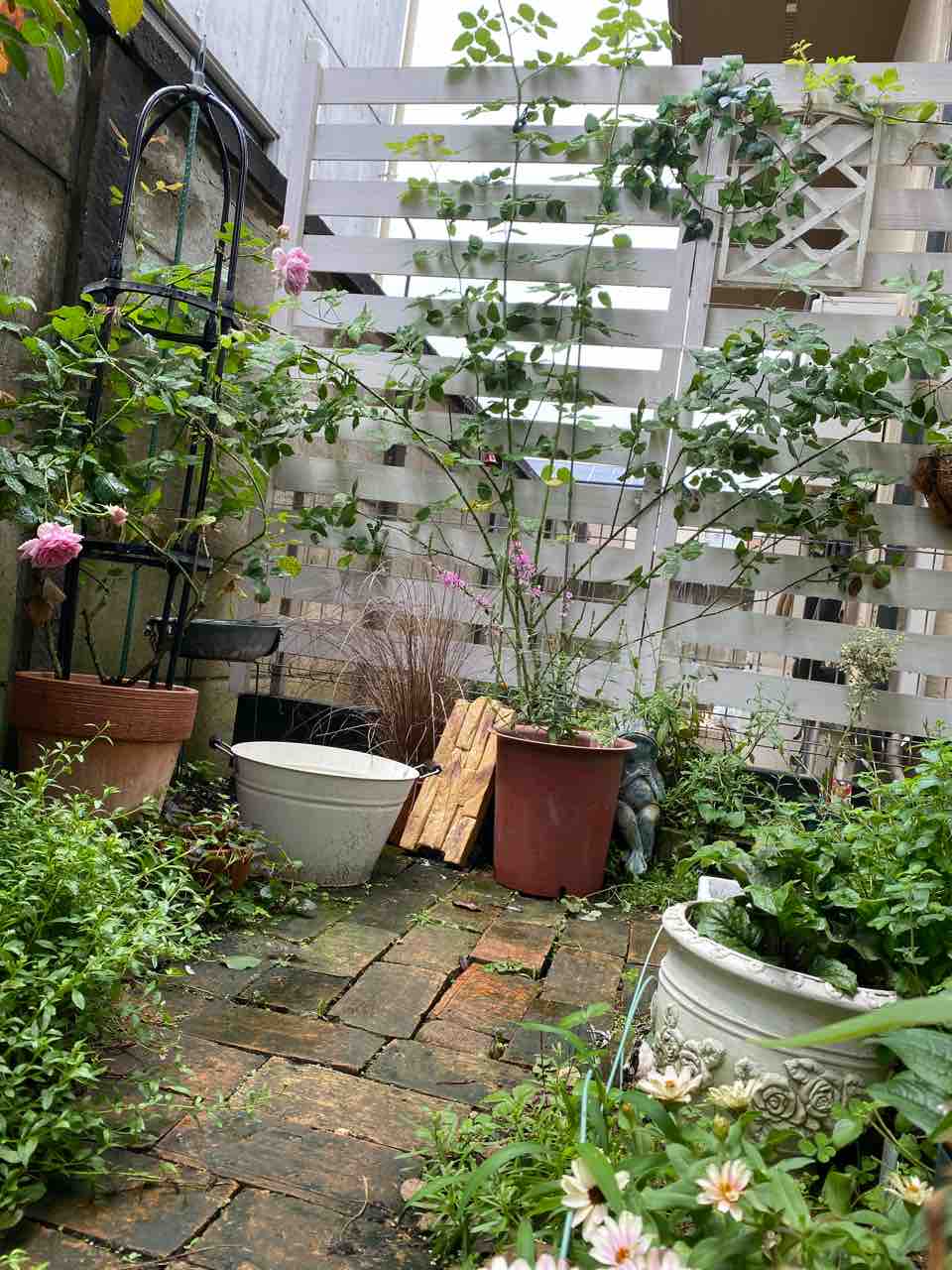 クリスティアーナ バラ図鑑 半日陰なのに元気過ぎ はなtokidokiねこ 半日陰の気まぐれdiyガーデン