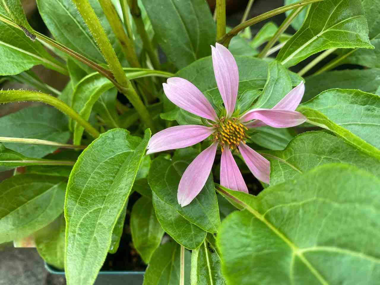 薔薇様夏剪定 はなtokidokiねこ 半日陰の気まぐれdiyガーデン 薔薇様夏剪定 はなtokidokiねこ 半日陰の気まぐれdiyガーデン