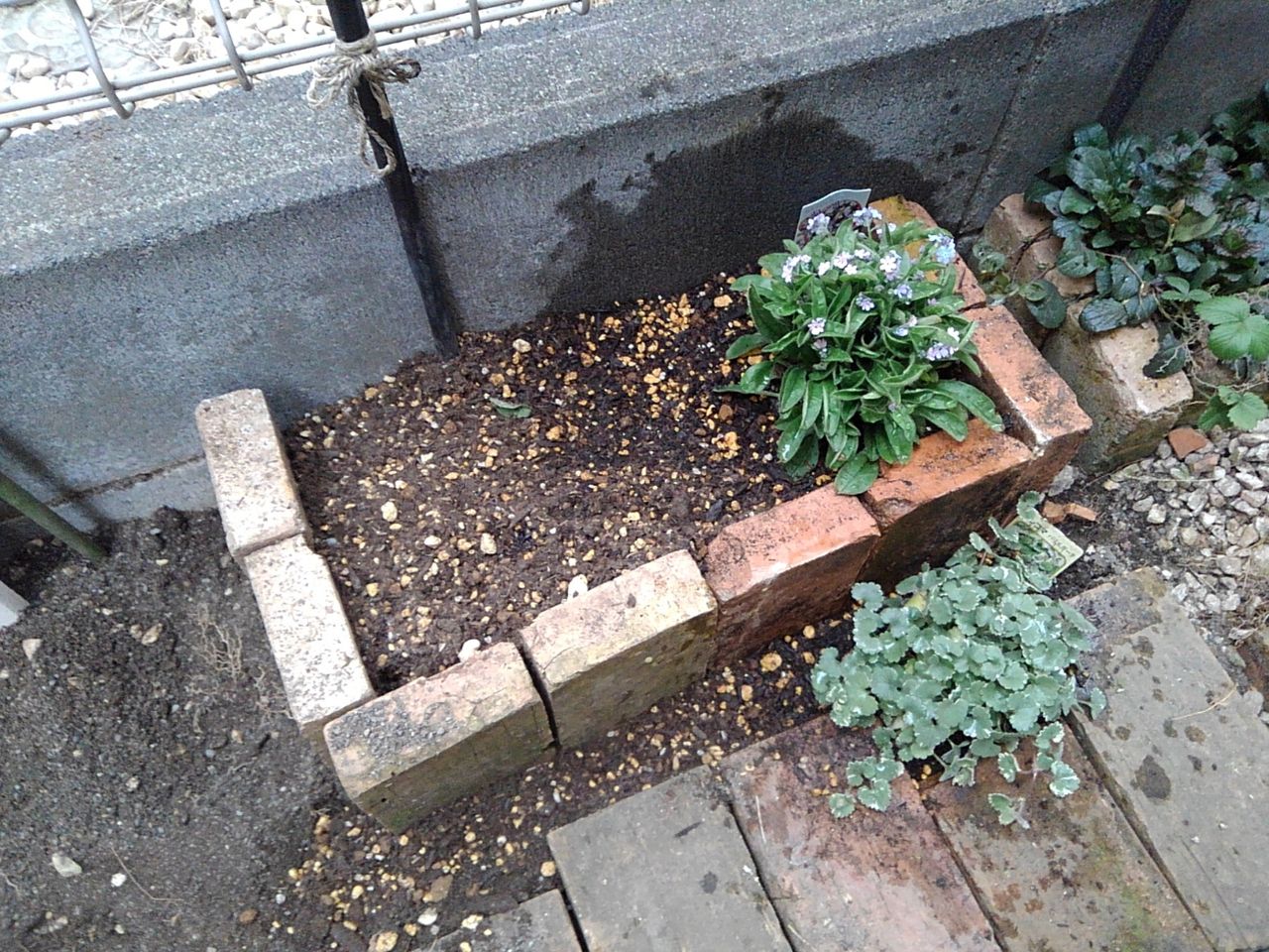 19年03月25日 はなtokidokiねこ 半日陰の気まぐれdiyガーデン