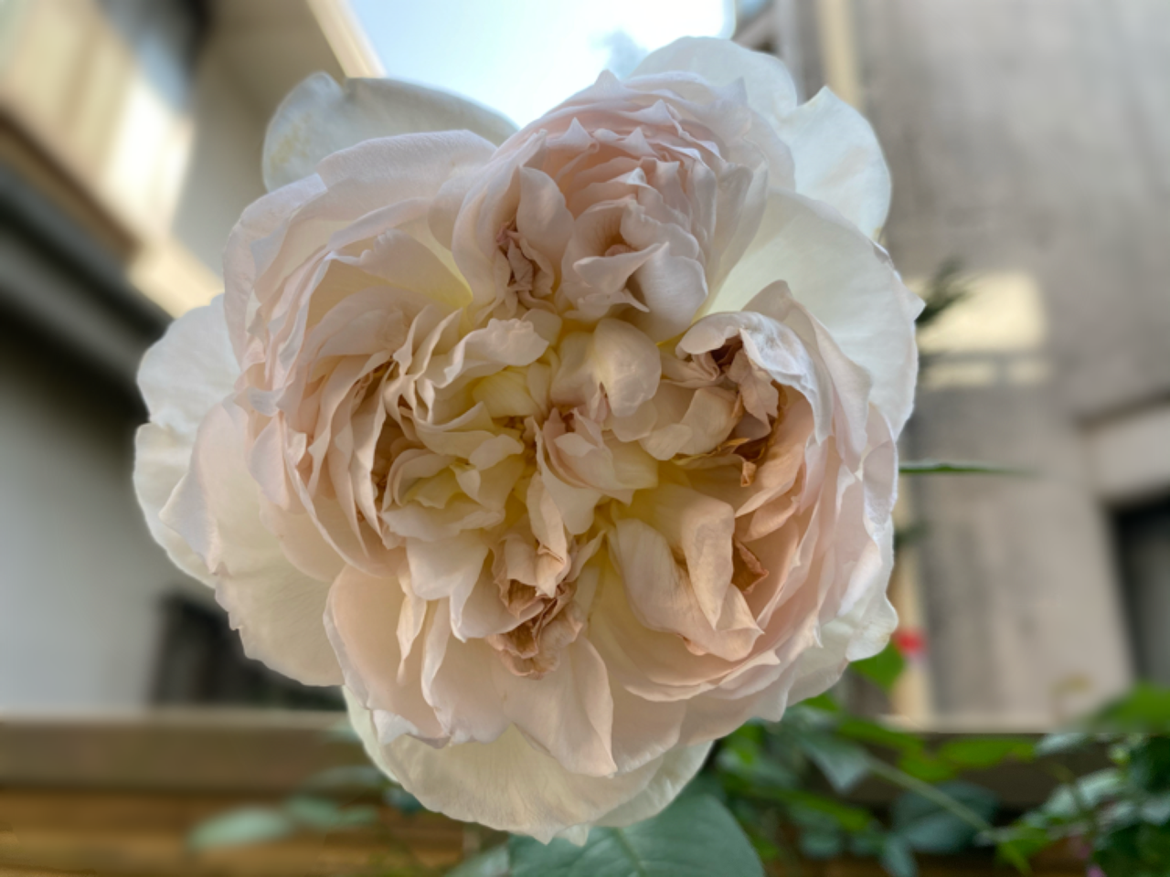 チラホラ秋薔薇様 フェンス作り再開もタイムオーバー はなtokidokiねこ 半日陰の気まぐれdiyガーデン