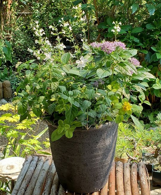 8月の定期便の寄せ植えと新入荷のお花 根っこの花工房 花つむりです 8月の定期便の寄せ植えと新入荷のお花 根っこの花工房 花つむりです