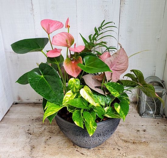 寄せ植え 根っこの花工房 花つむりです
