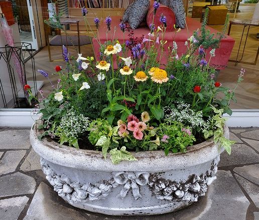 年05月 根っこの花工房 花つむりです 年05月 根っこの花工房 花つむりです