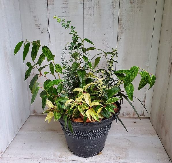寄せ植え 根っこの花工房 花つむりです 寄せ植え 根っこの花工房 花つむりです