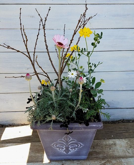 定期便の寄せ植え ２月 根っこの花工房 花つむりです