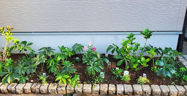 クリスマスローズのお庭 根っこの花工房 花つむりです クリスマスローズのお庭 根っこの花工房 花つむりです