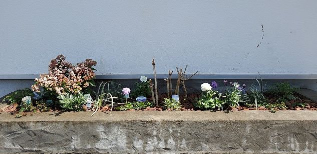 紫陽花アナベルの花壇 根っこの花工房 花つむりです 紫陽花アナベルの花壇 根っこの花工房 花つむりです
