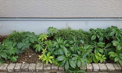クリスマスローズのお庭 根っこの花工房 花つむりです