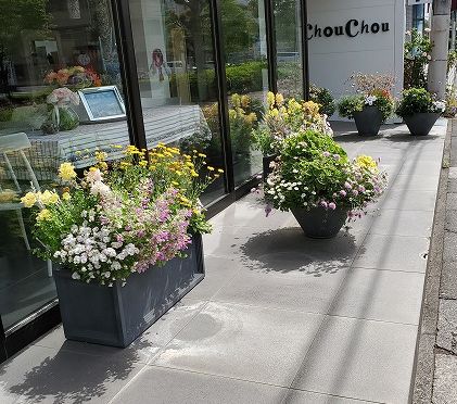 年05月 根っこの花工房 花つむりです