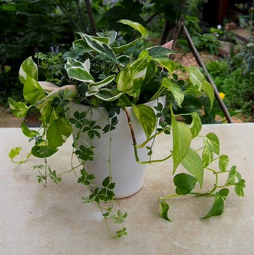 ポトスの寄せ植え 根っこの花工房 花つむりです