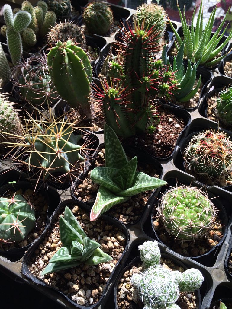 サボテン入荷してます 花の熊谷ノーエンのblog