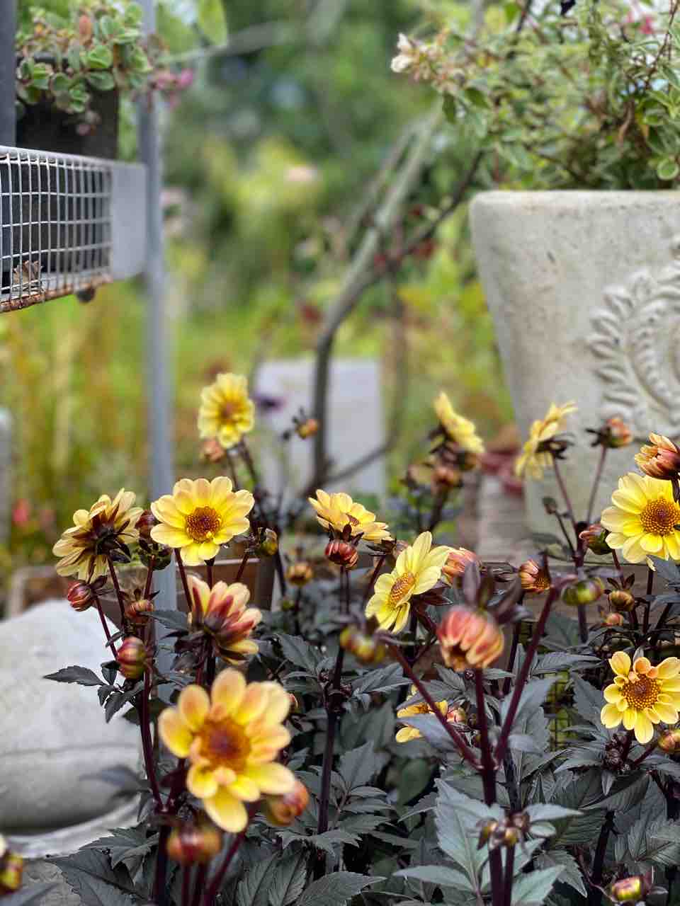 神戸市北区でガーデニング チップ マリーへ ようこそ 神戸市北区でガーデニング チップ マリーへ ようこそ