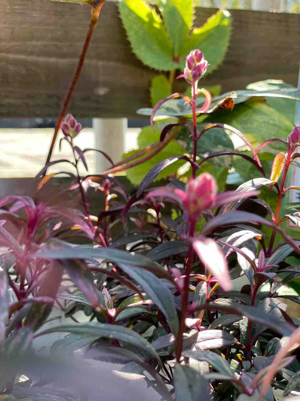 秋と冬をつなぐ大切な植物 バラエクレール販売ご予約開始 チップ マリーへ ようこそ 秋と冬をつなぐ大切な植物 バラエクレール販売ご予約開始 チップ マリーへ ようこそ