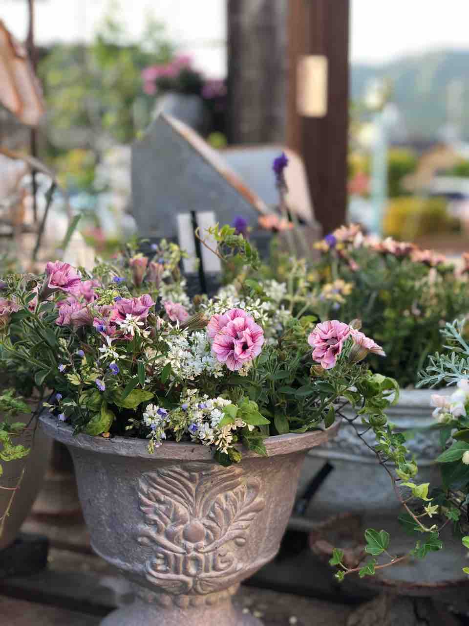 ペチュニアや夏の暑さにも強くて元気なお花を使った寄せ植えが色々 チップ マリーへ ようこそ ペチュニアや夏の暑さにも強くて元気なお花を使った寄せ植えが色々 チップ マリーへ ようこそ