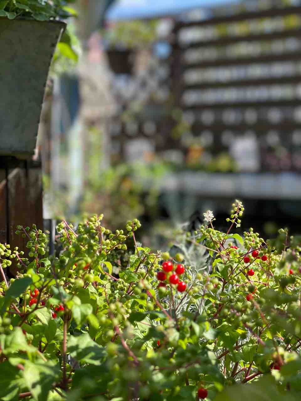 秋と冬をつなぐ大切な植物 バラエクレール販売ご予約開始 チップ マリーへ ようこそ 秋と冬をつなぐ大切な植物 バラエクレール販売ご予約開始 チップ マリーへ ようこそ