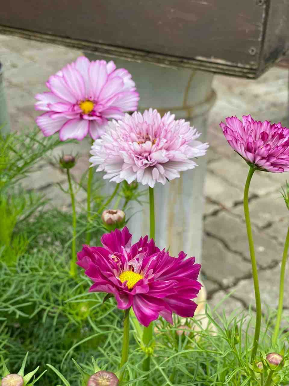 ヒトは忘れてなんぼ 何度も聞いちゃえば良いんだ コスモスダブルクリック販売 チップ マリーへ ようこそ