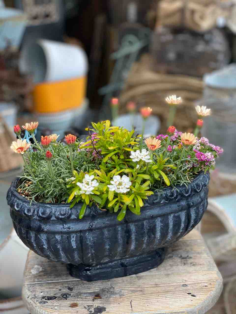 明日と明後日は寄せ植えがお買い得 ピンクレモネード販売 チップ マリーへ ようこそ