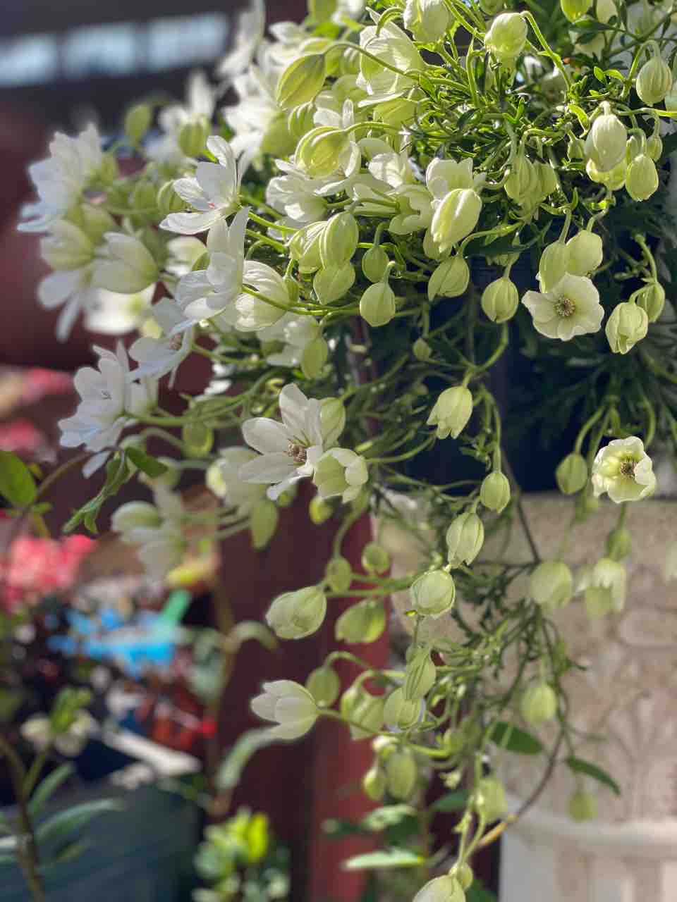 明日と明後日は寄せ植えがお買い得 ピンクレモネード販売 チップ マリーへ ようこそ