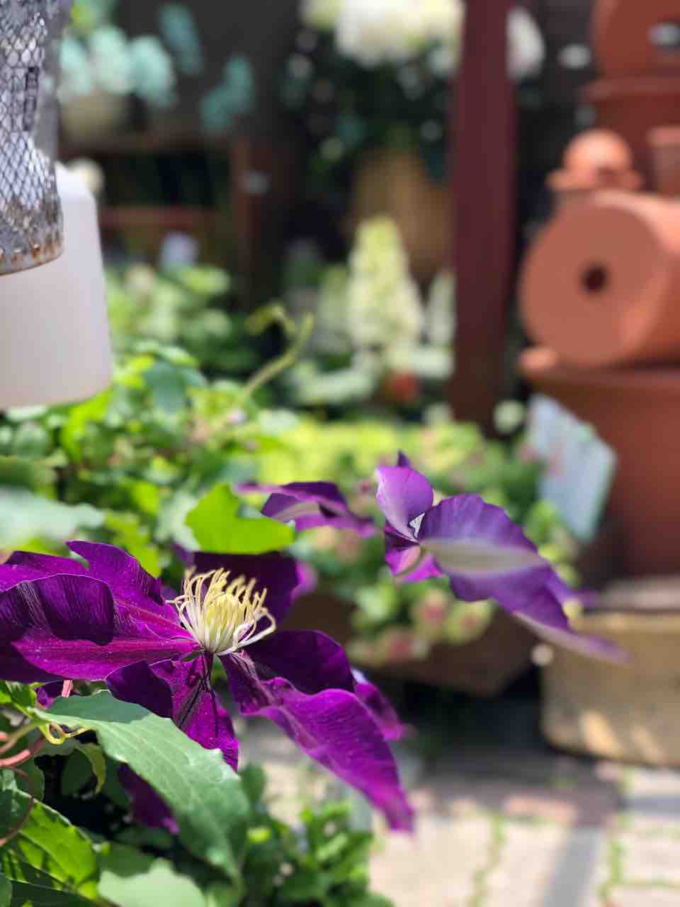 クレマチスを育てるのに躊躇うことって 先ずはご相談くださいませ チップ マリーへ ようこそ