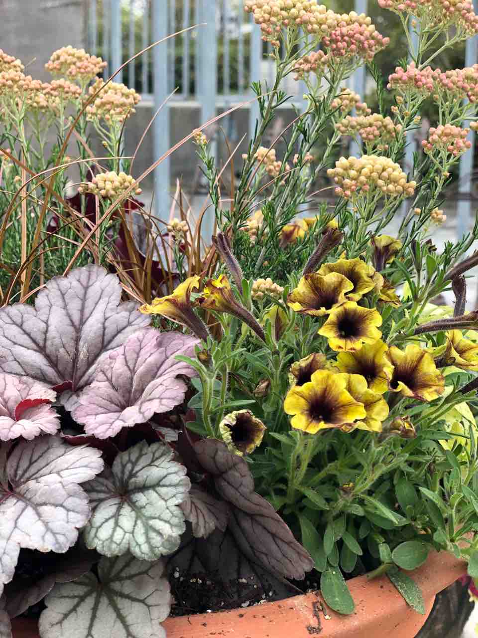 今週末は 寄せ植えコンシェルジュ チップ マリーへ ようこそ