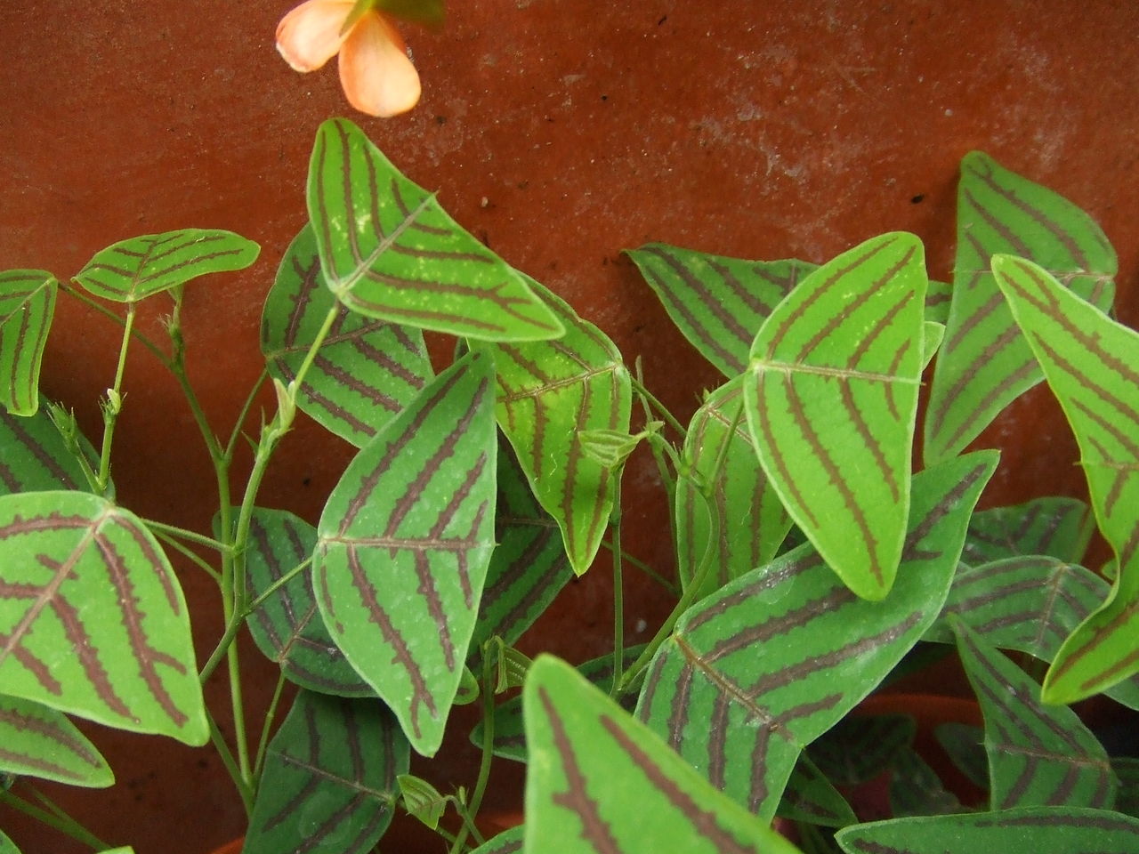 観葉植物もいかがですか チップ マリーへ ようこそ 観葉植物もいかがですか チップ マリーへ ようこそ