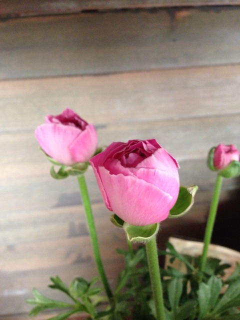 画像34