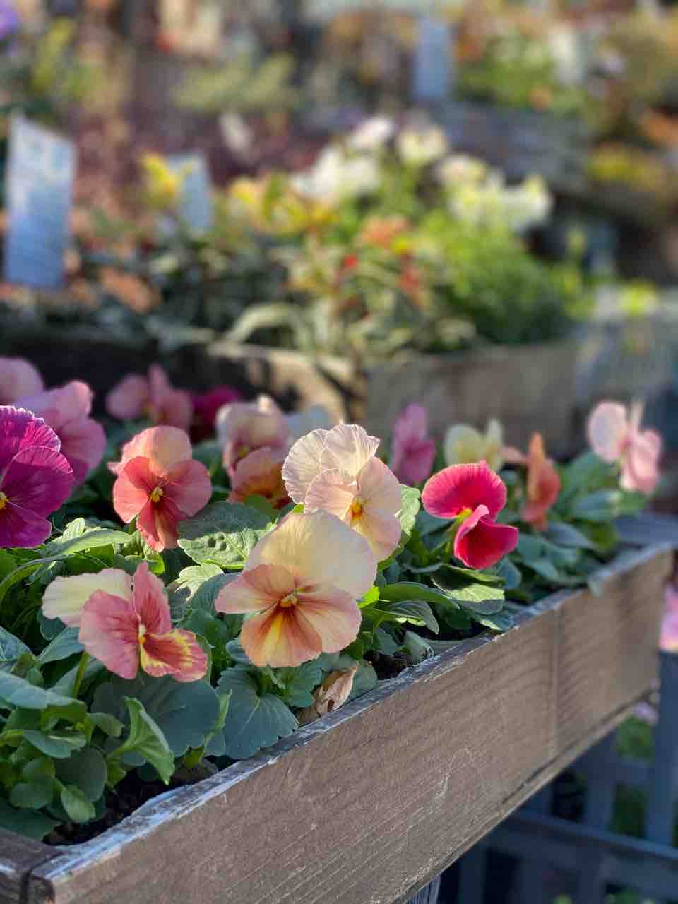 香りがいっぱい が好きなんだもの ラビットビオラ販売 チップ マリーへ ようこそ