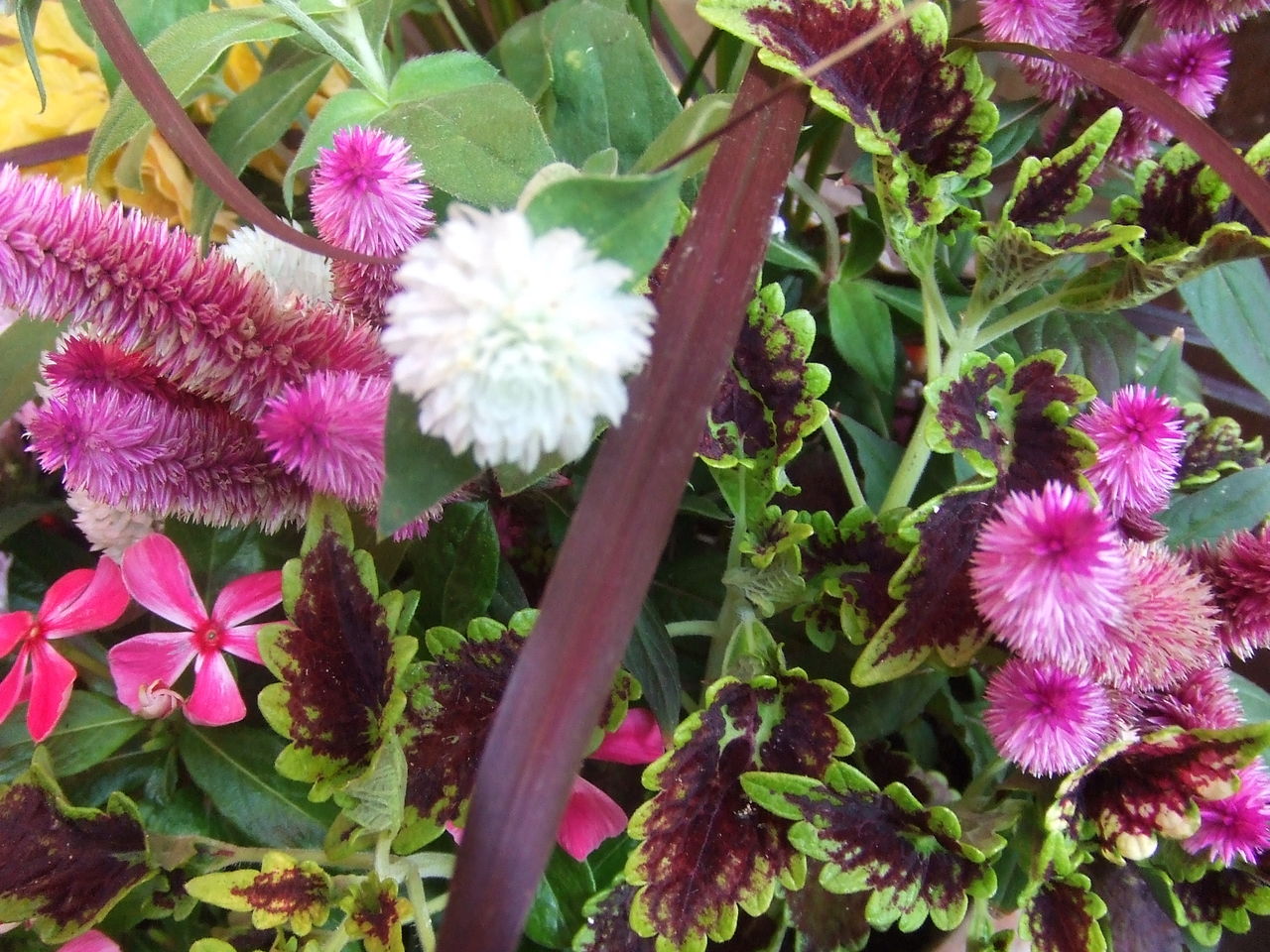 秋と夏の寄せ植えを合わせると チップ マリーへ ようこそ 秋と夏の寄せ植えを合わせると チップ マリーへ ようこそ
