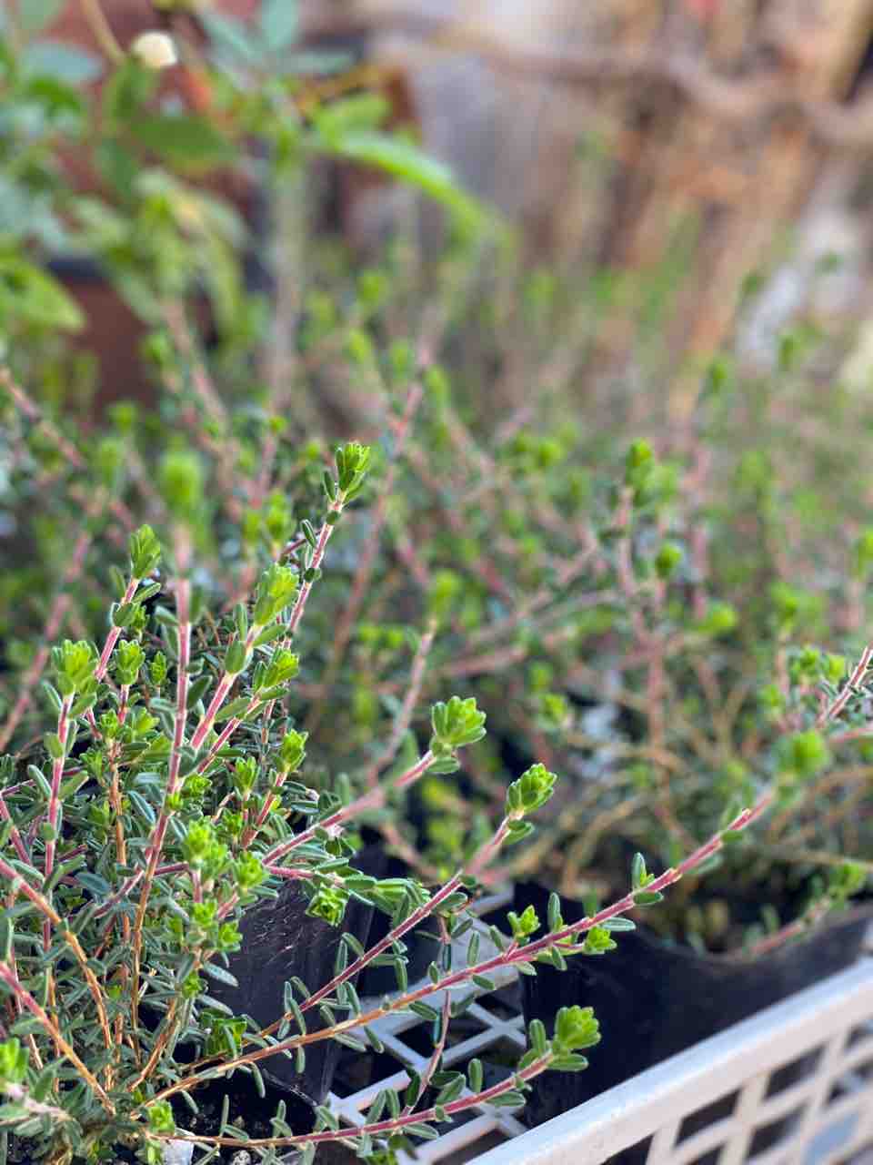 久しぶりの魔女庭企画はペラルゴニウムで ペチュニアホイップマカロン モカモンブラン販売開始 チップ マリーへ ようこそ