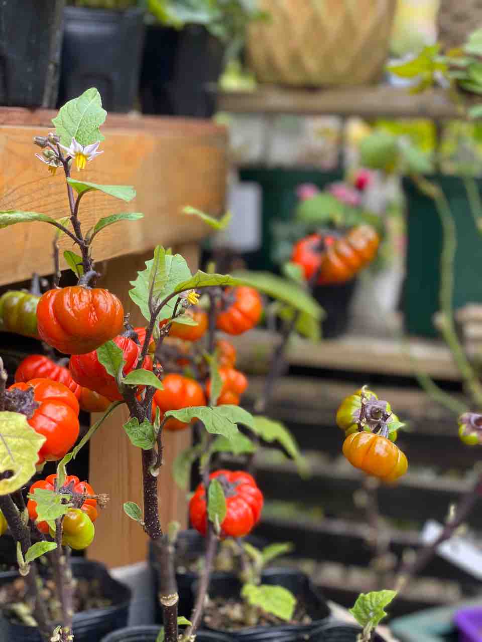 週末が気になりますが ソラナムパンプキン販売 チップ マリーへ ようこそ