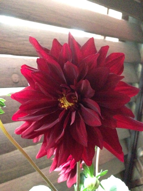 画像20